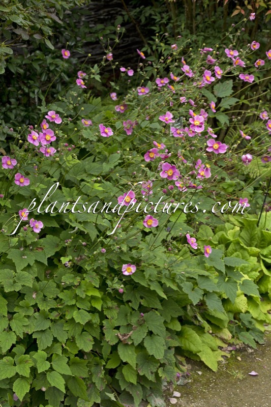 Anemone hupehensis ‘Praecox’