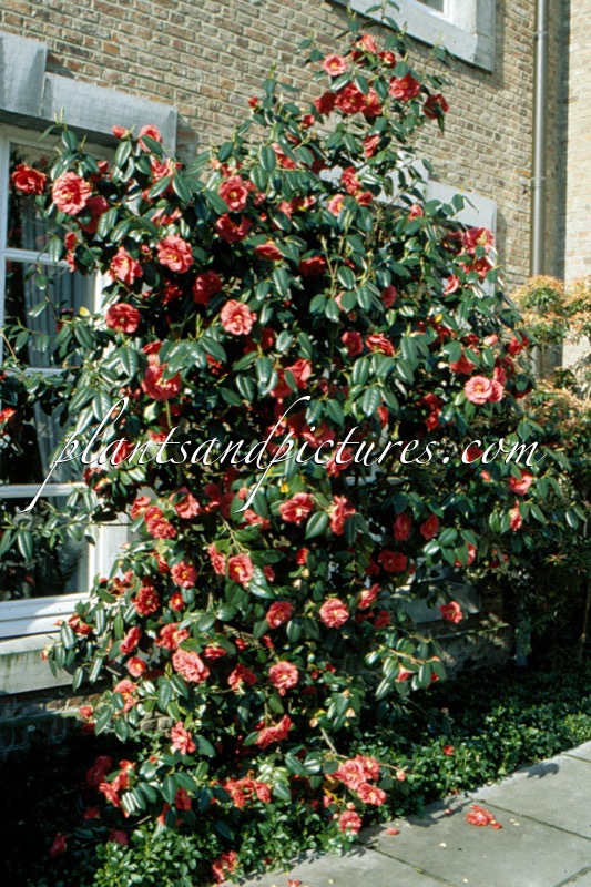 Camellia japonica ‘Adolphe Audusson’