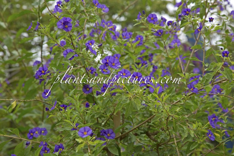 Lycianthes rantonnetii ‘Blue Fountain’
