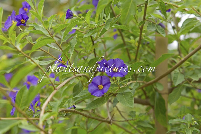 Lycianthes rantonnetii ‘Blue Fountain’