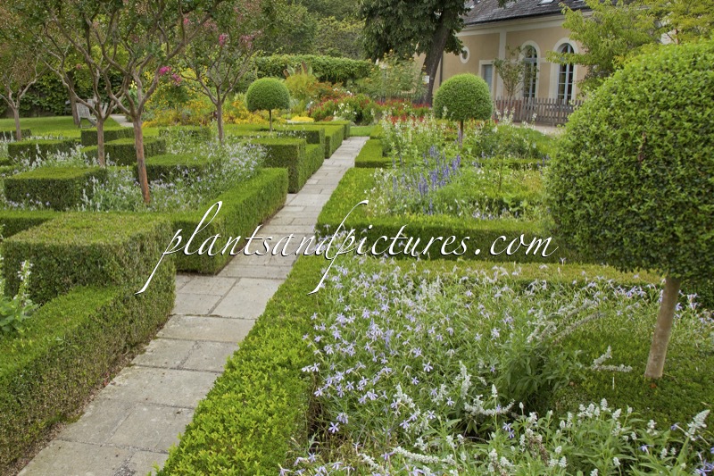 Buxus sempervirens