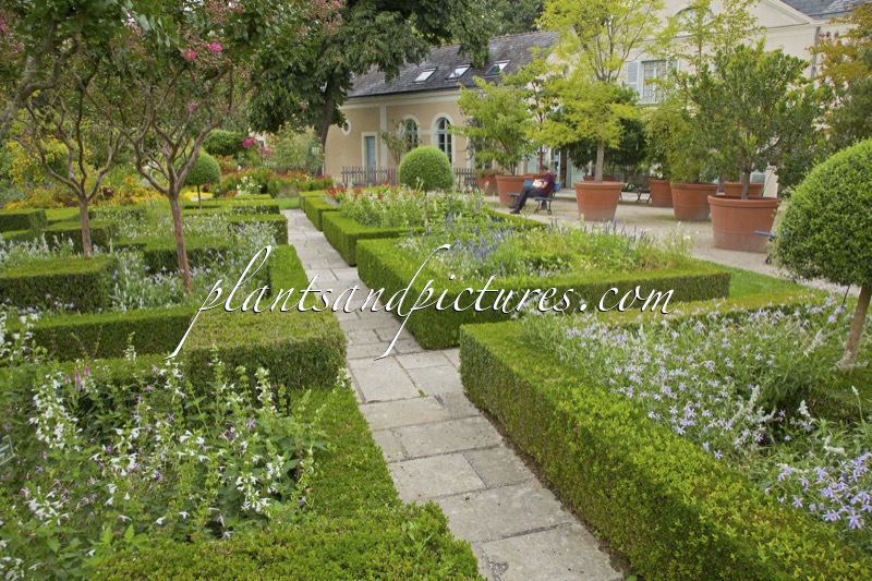 Buxus sempervirens