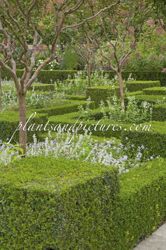 Buxus sempervirens