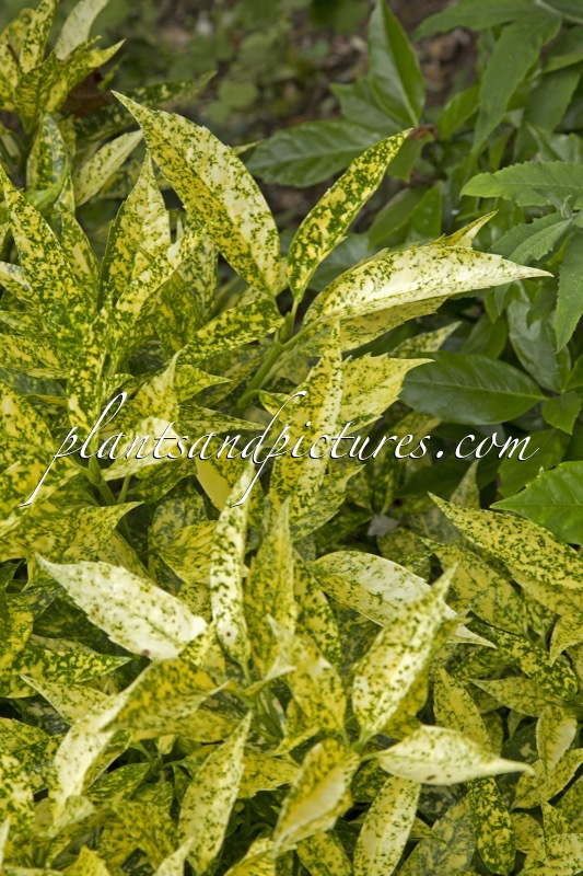 Aucuba japonica ‘Golden Girl’