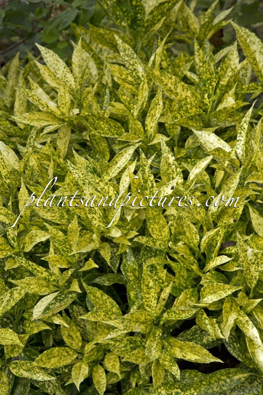 Aucuba japonica ‘Golden Girl’