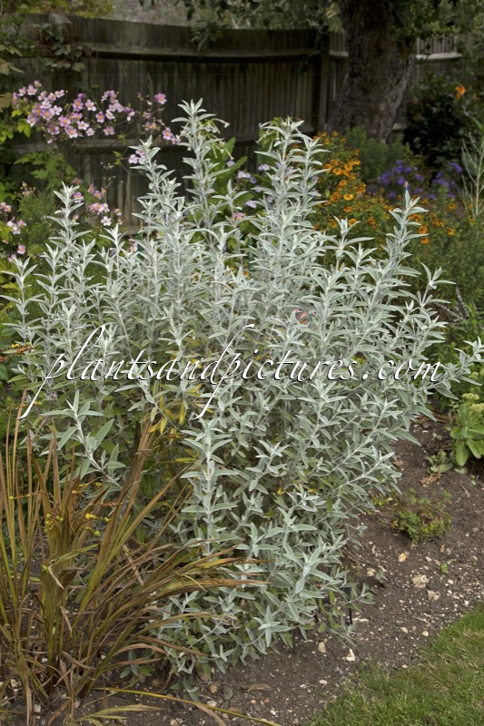 Buddleja ‘Morning Mist’ (SILVER ANNIVERSARY)
