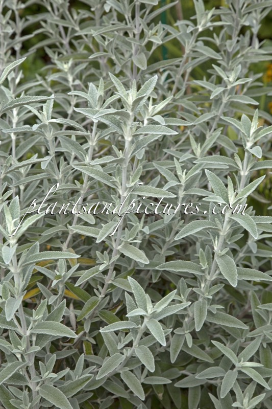 Buddleja ‘Morning Mist’ (SILVER ANNIVERSARY)