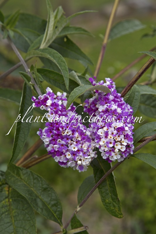 Buddleja davidii ‘Pmoore14’ (BERRIES AND CREAM)