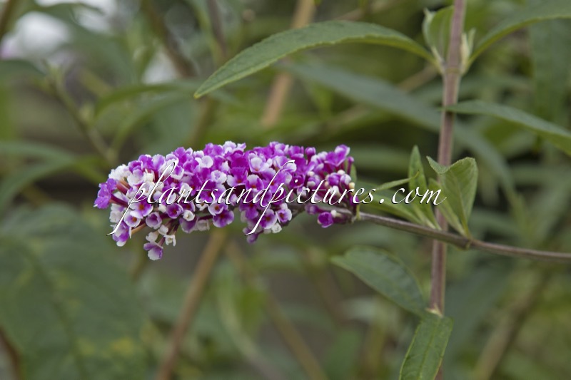 Buddleja davidii ‘Pmoore14’ (BERRIES AND CREAM)