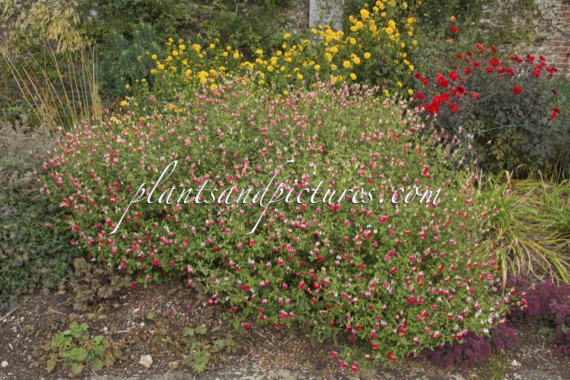Salvia microphylla ‘Hot Lips’