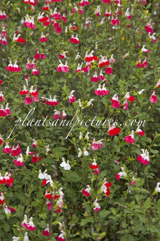 Salvia microphylla ‘Hot Lips’