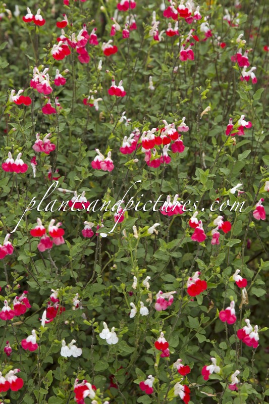 Salvia microphylla ‘Hot Lips’