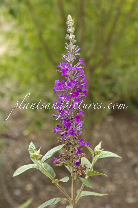 Buddleja ‘Longstock Pride’