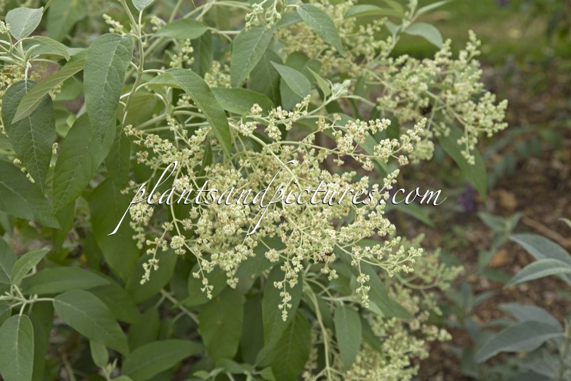Buddleja cordata subsp. tomentella