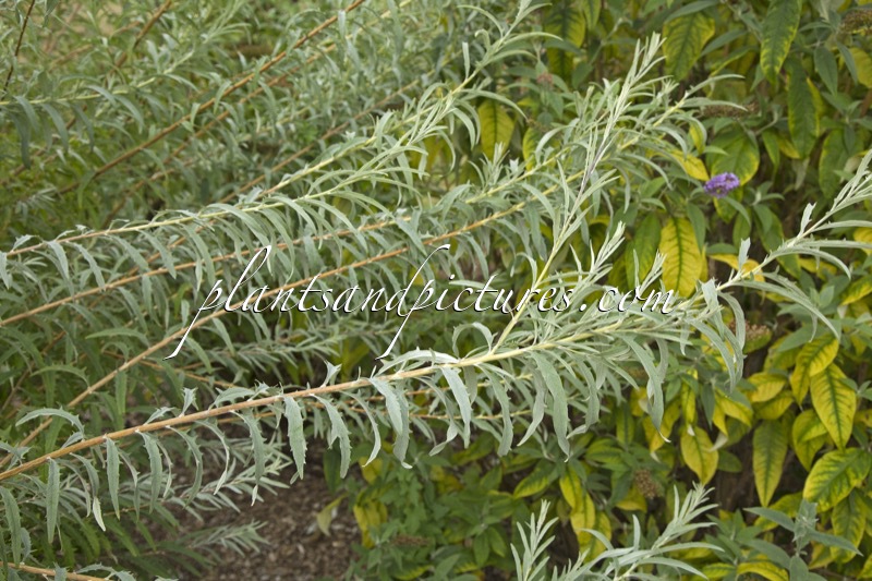 Buddleja wardii