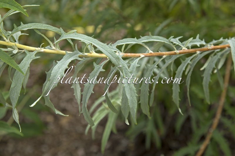 Buddleja wardii