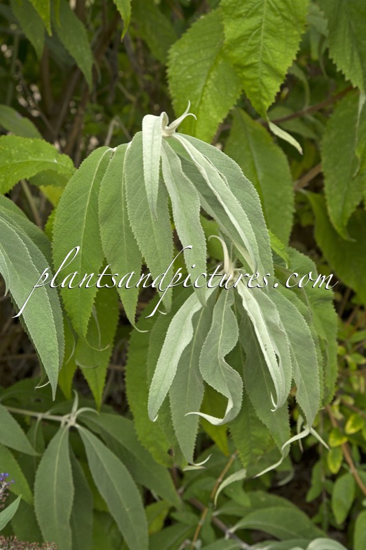Buddleja nivea var. himalayense