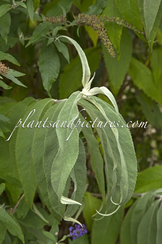 Buddleja nivea var. himalayense