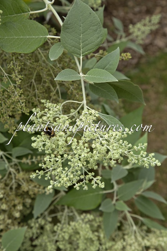 Buddleja cordata