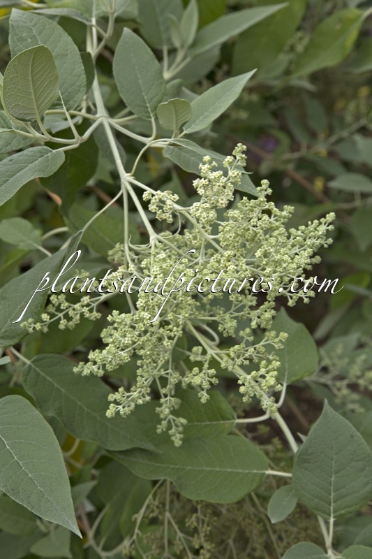 Buddleja cordata