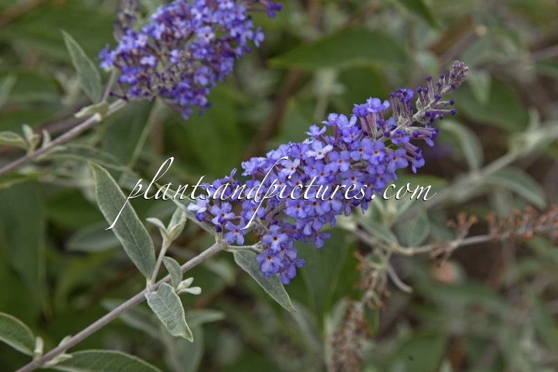 Buddleja davidii ‘Summer House Blue’