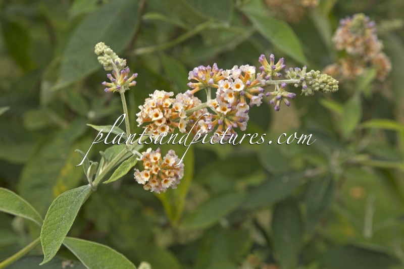 Buddleja weyeriana ‘Moonlight’