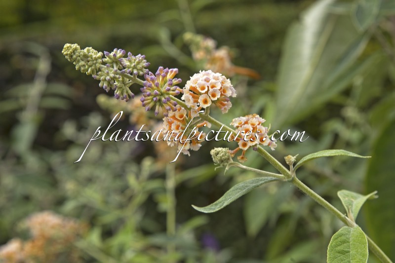 Buddleja weyeriana ‘Moonlight’