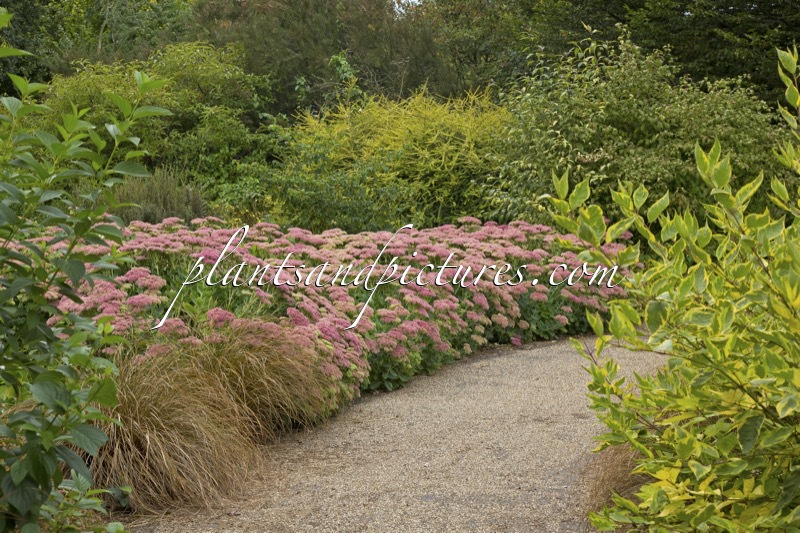 Sedum ‘Herbstfreude’