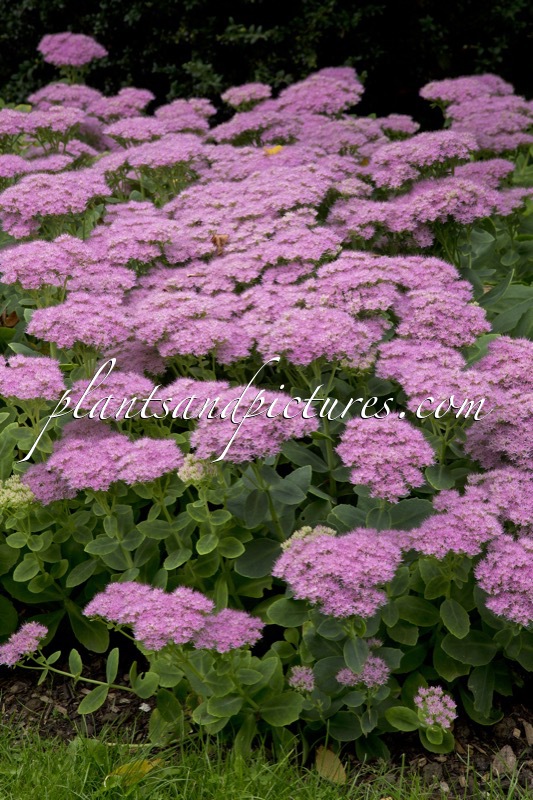 Sedum ‘Vera Jameson’