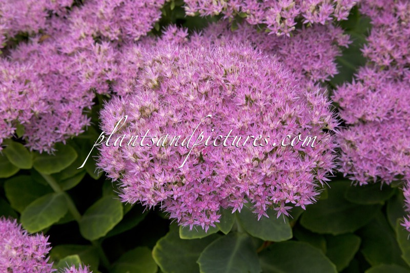 Sedum ‘Vera Jameson’