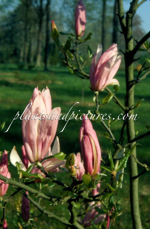 Magnolia ‘Ricki’