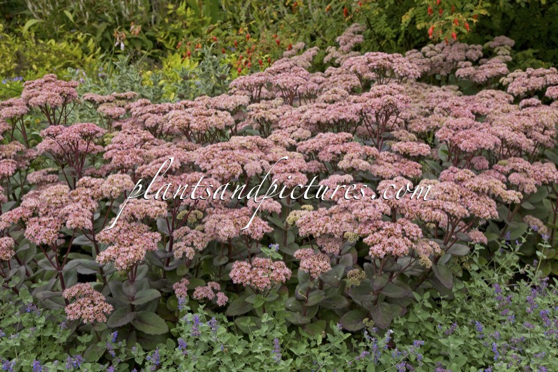 Sedum ‘Matrona’