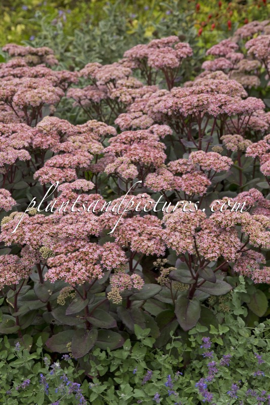 Sedum ‘Matrona’