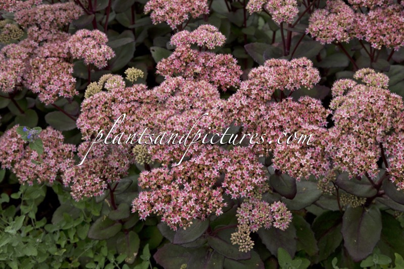 Sedum ‘Matrona’