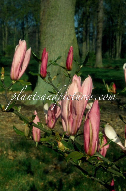 Magnolia ‘Ricki’