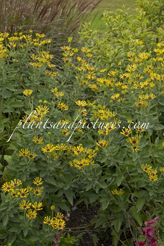 Rudbeckia subtomentosa ‘Little Henry’