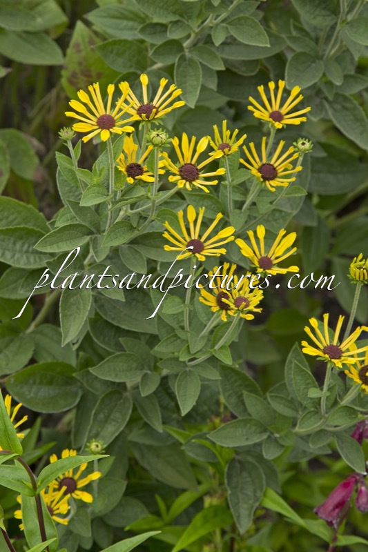 Rudbeckia subtomentosa ‘Little Henry’
