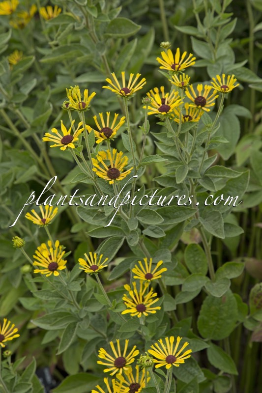 Rudbeckia subtomentosa ‘Little Henry’