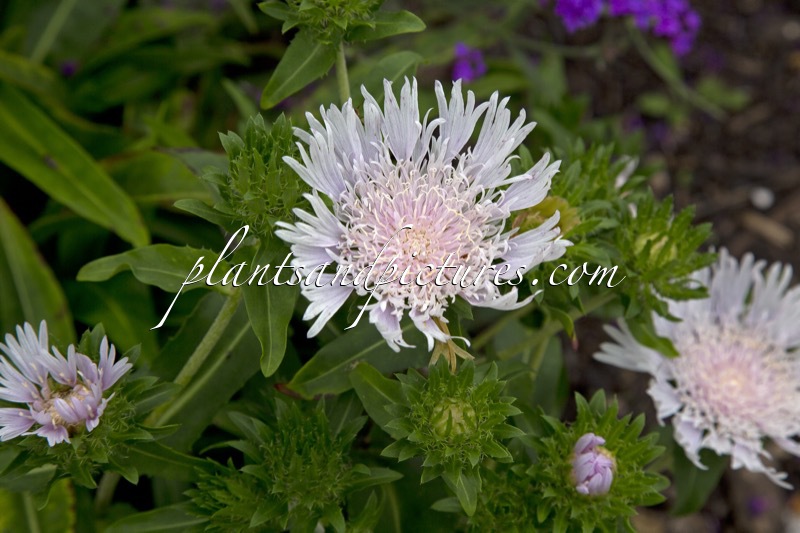 Stokesia laevis ‘Divinity’