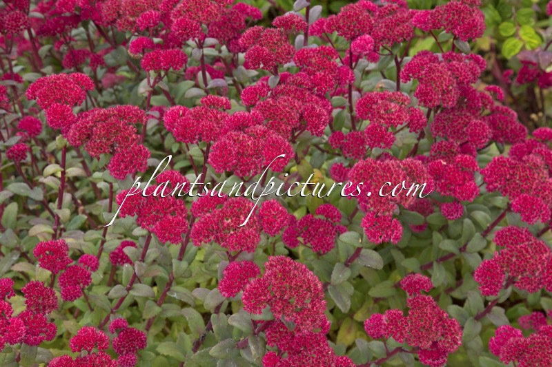 Sedum ‘Red Cauli’