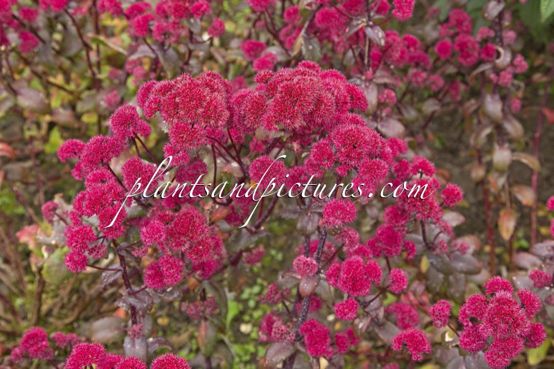 Sedum ‘Marchants Best Red’