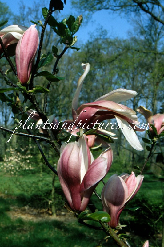 Magnolia soulangeana ‘Dorsopurpurea’