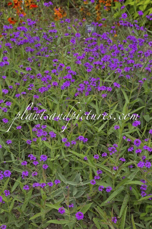 Verbena rigida