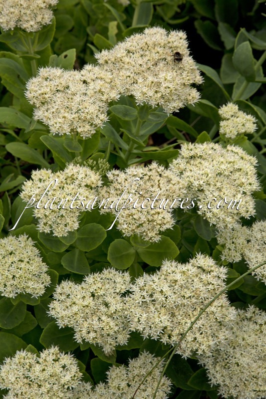 Sedum spectabile ‘Stardust’