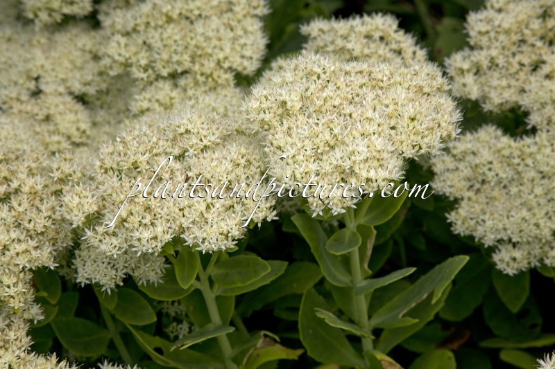 Sedum spectabile ‘Stardust’