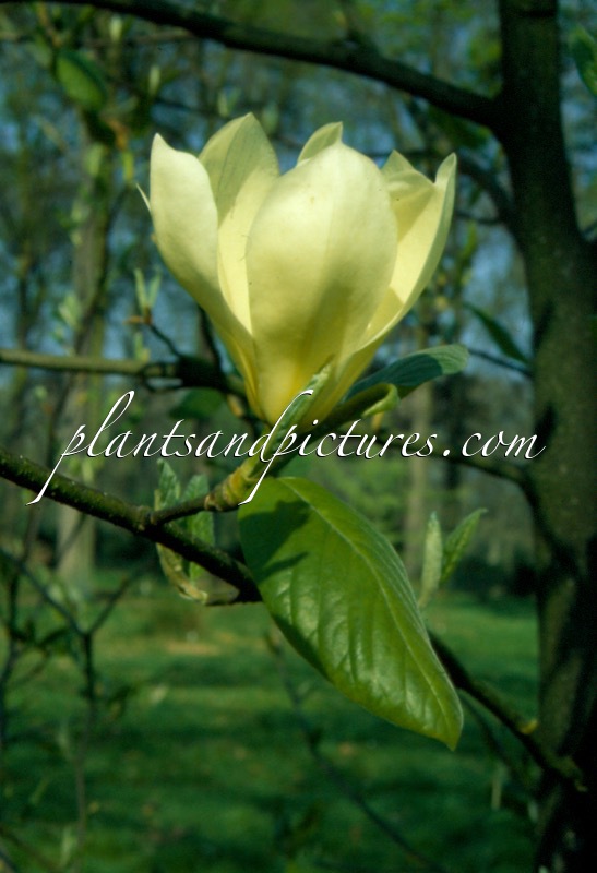 Magnolia ‘Petit Chicon’