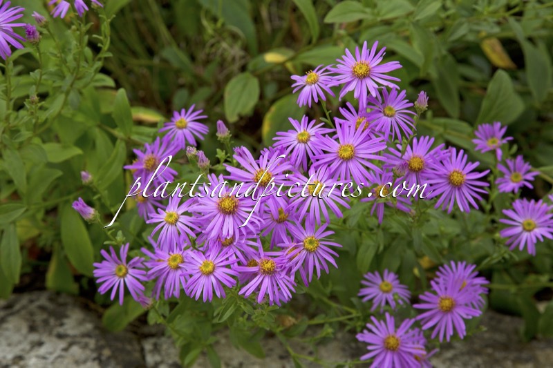 Aster macrophyllus ‘Twilight’