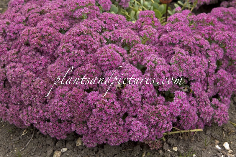 Sedum ‘Lime Zinger’ (SUNSPARKLER)