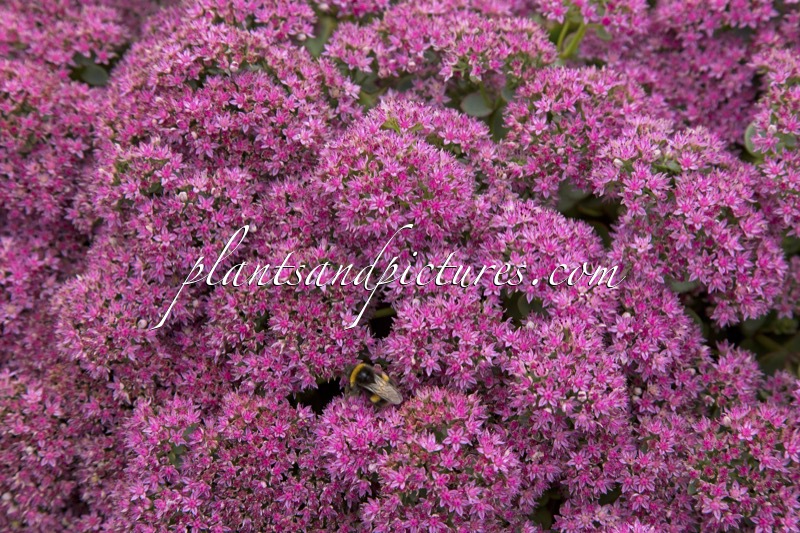 Sedum ‘Lime Zinger’ (SUNSPARKLER)