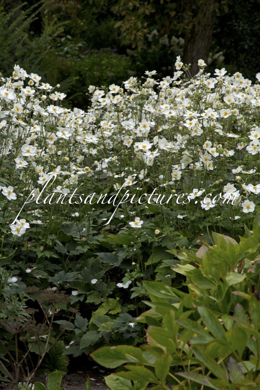 Anemone hybrida ‘Honorine Jobert’